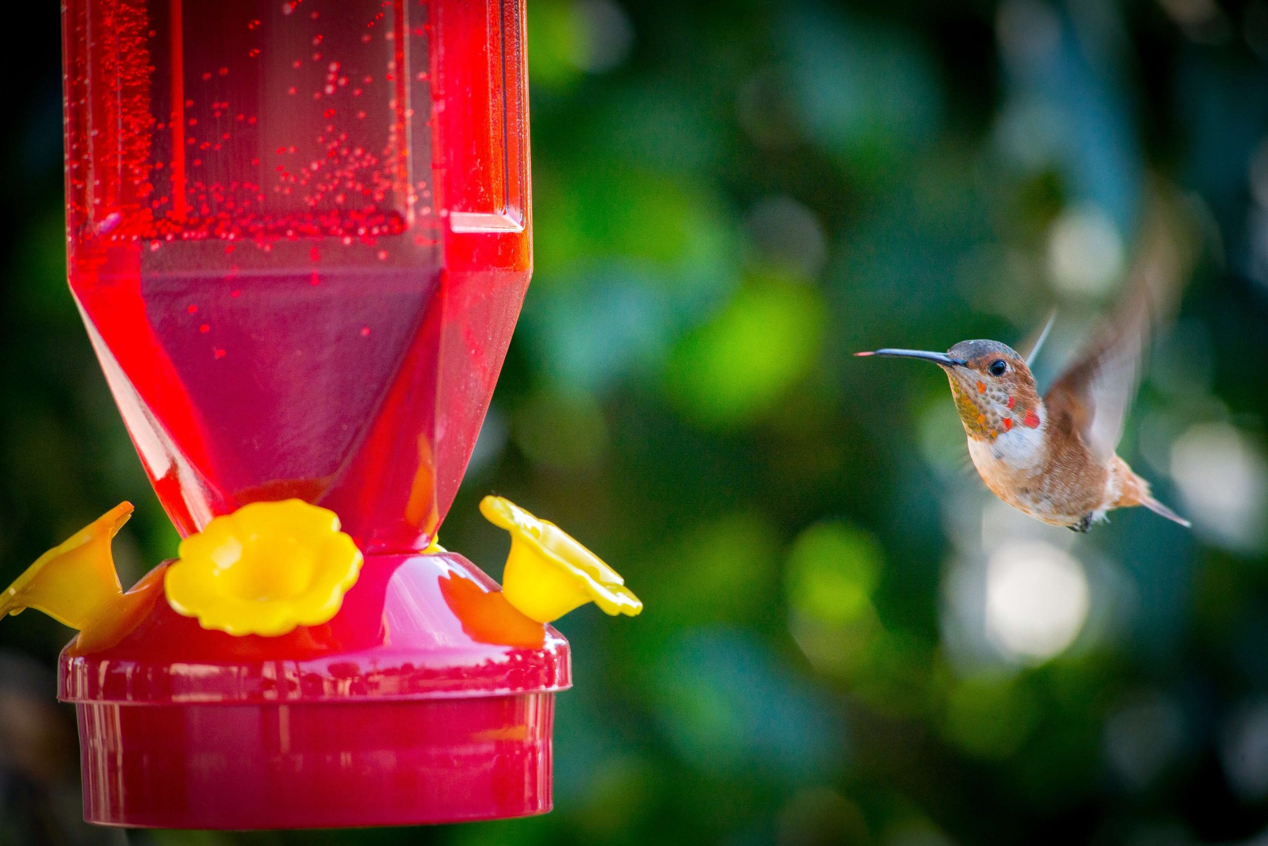 hummingbird flying near feeder