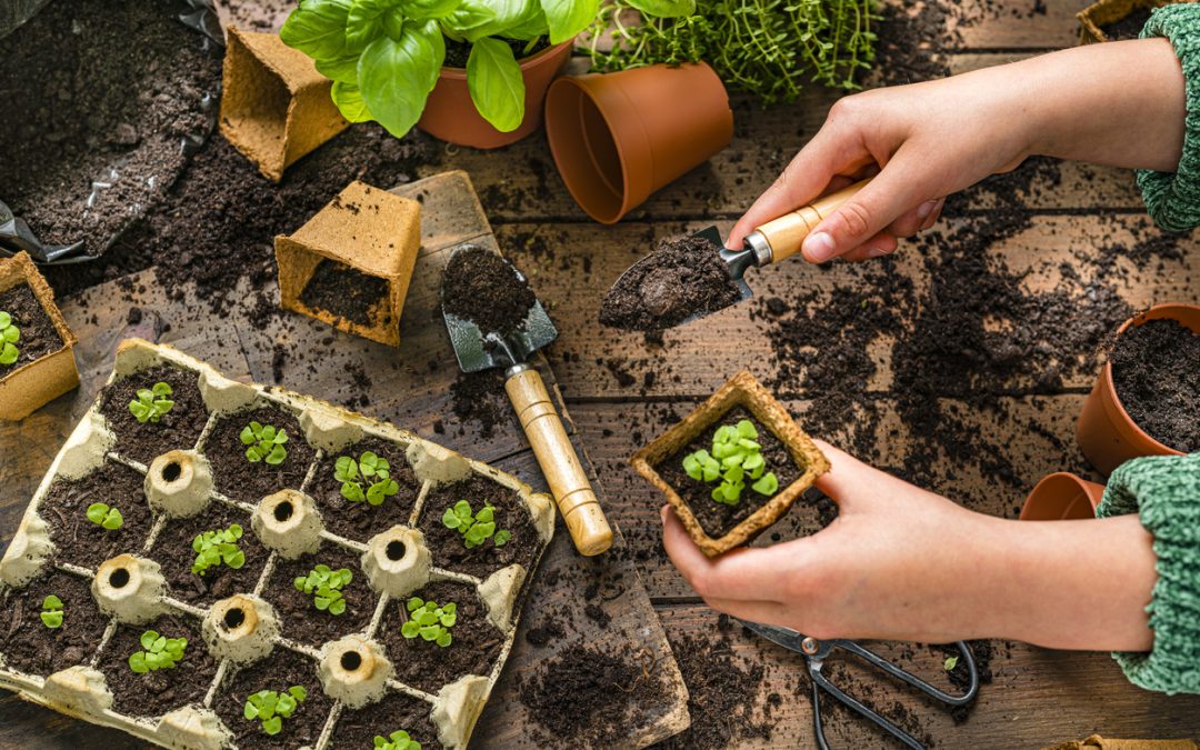 A Step-by-Step Guide to Growing Successful Indoor Seedlings