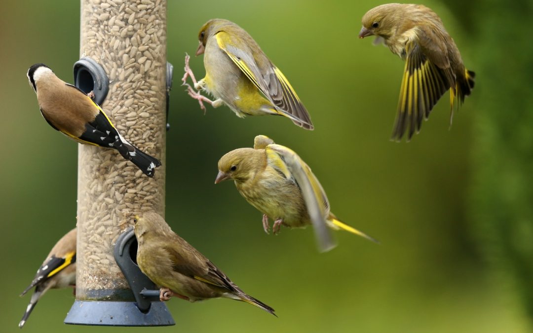 birds-around-a-bird-feeder