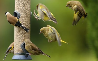 7 Simple Ways to Attract the Birds You Love to Your Yard