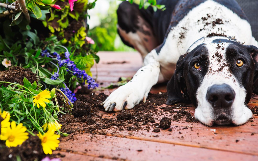 dog-digging-in-a-garden-dog-proof-concept