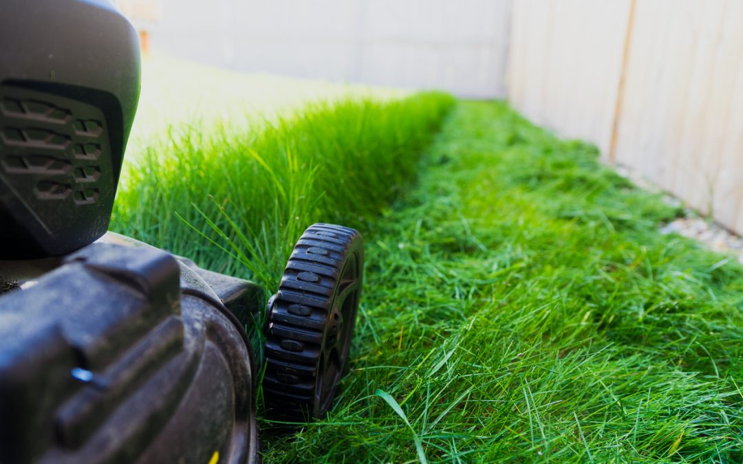 Push mower cutting grass in a garden.