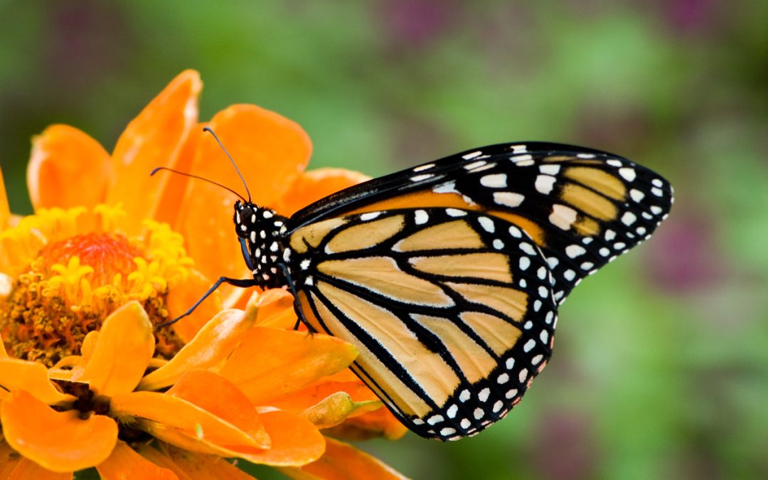 Orange zinnia flower attracting colorful butterfly.