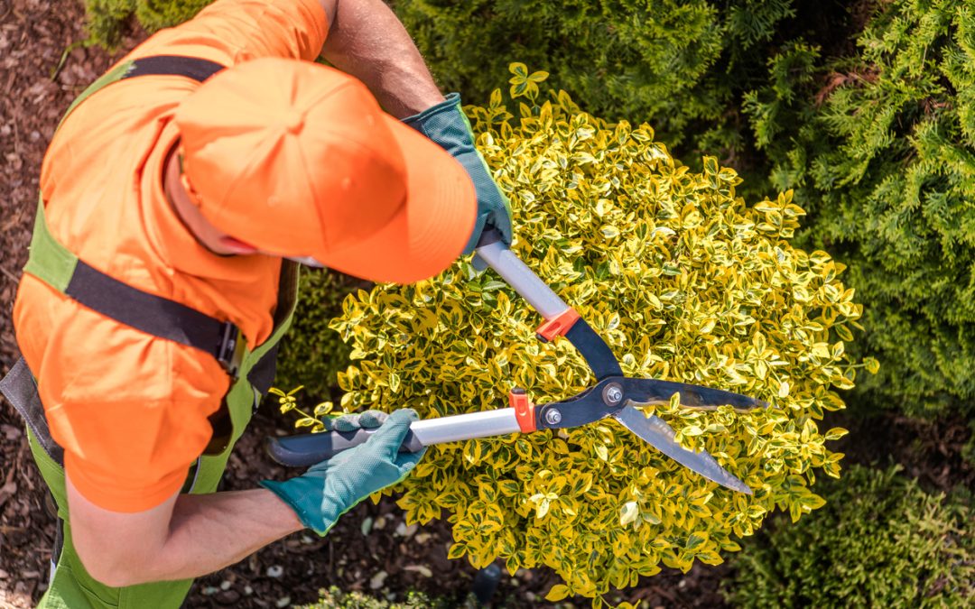 Gardener shaping plants using using heavy duty garden scissors during spring maintenance.