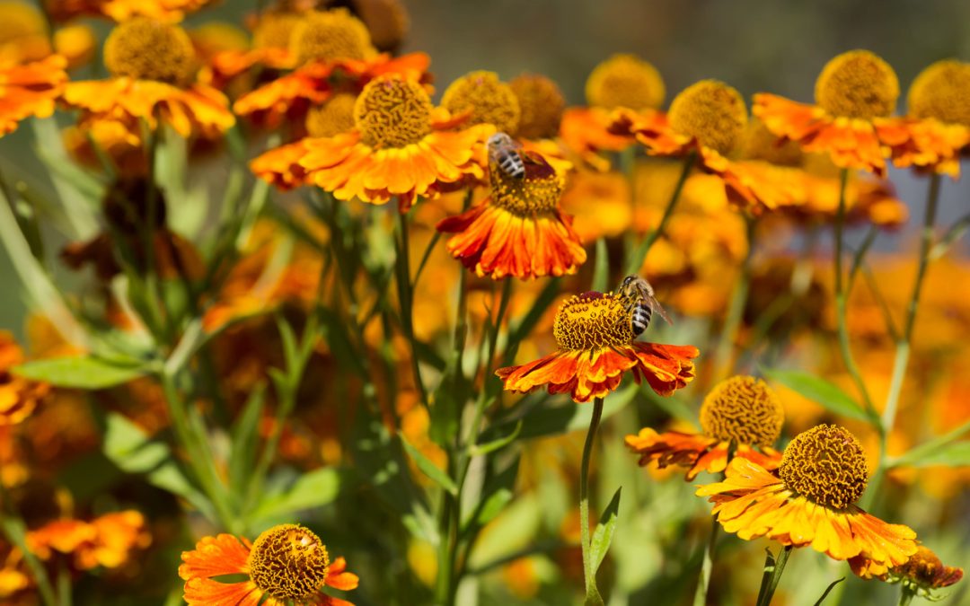 Pollinator Paradise: 6 Ideas for Creating a Bee-Friendly Garden to Support Local Wildlife